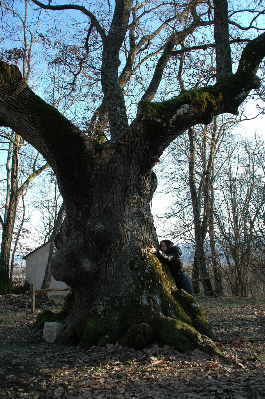 tree, oak, branches, sky, nature, outdoors, trunk, tree trunk HD wallpaper