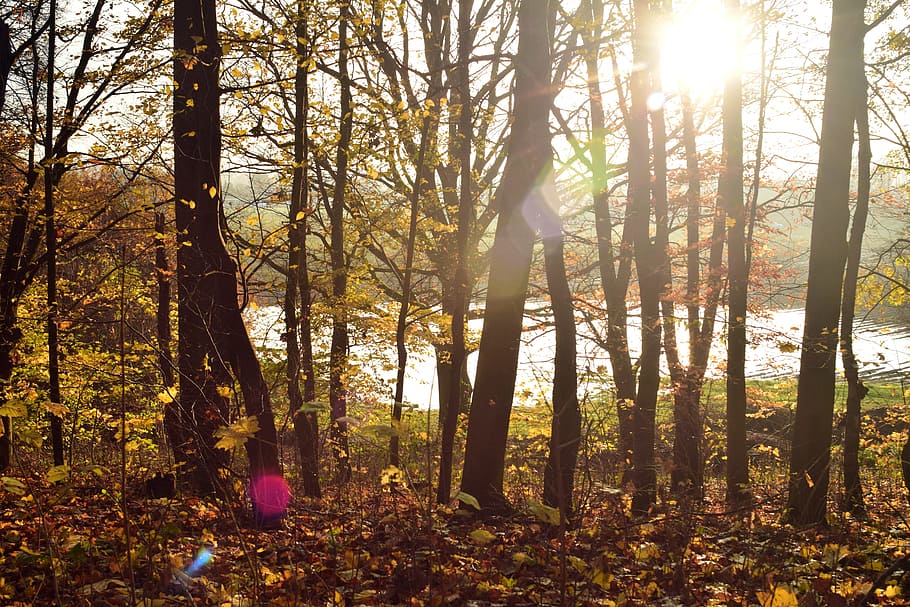 forest, trees, back light, sunlight, reflections, rays, sunbeam HD wallpaper