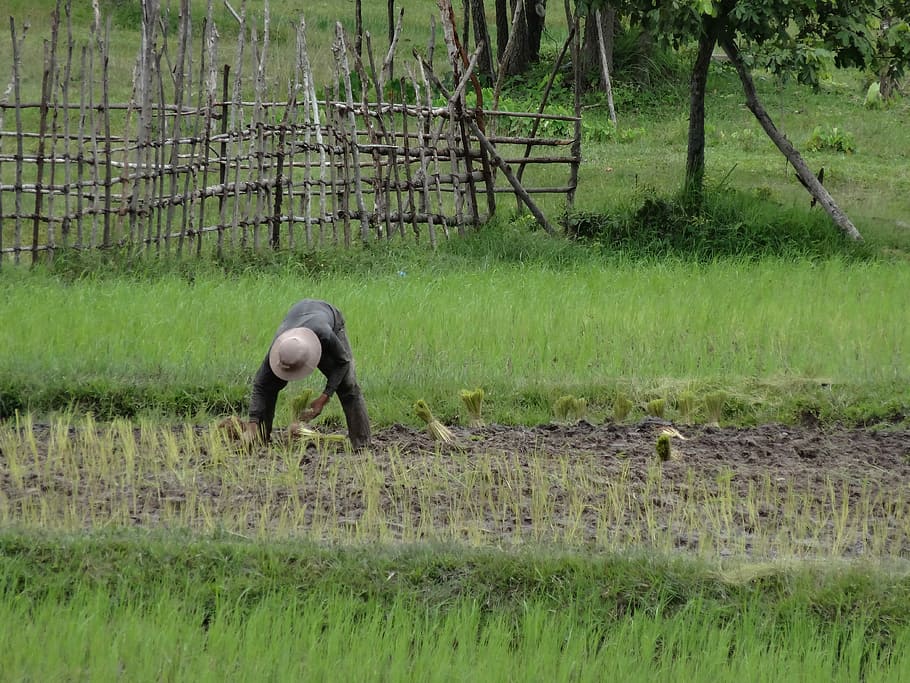Work, Hard, Field, Rice, hard working, cambodia, grass, animals in the wild HD wallpaper