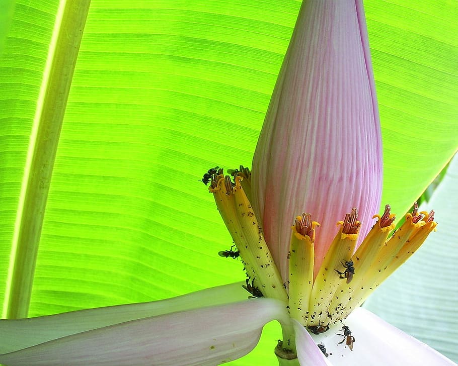 Banana Tree, Garden, Bee, nature, plant, leaf, flower, close-up HD wallpaper