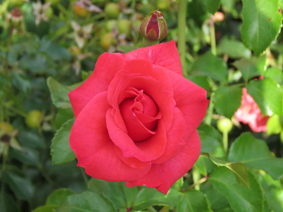 red, rose, blossom, bloom, flower, plant, nature, flowers, petal HD wallpaper