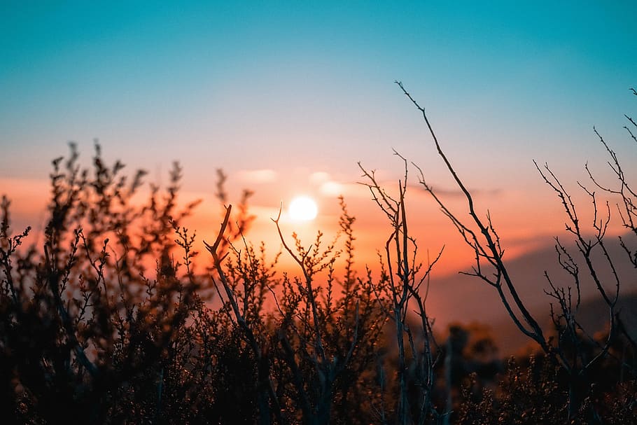 silhouette of plant during sunset, selective focus photography of leafless plants silhouette during golden hour HD wallpaper