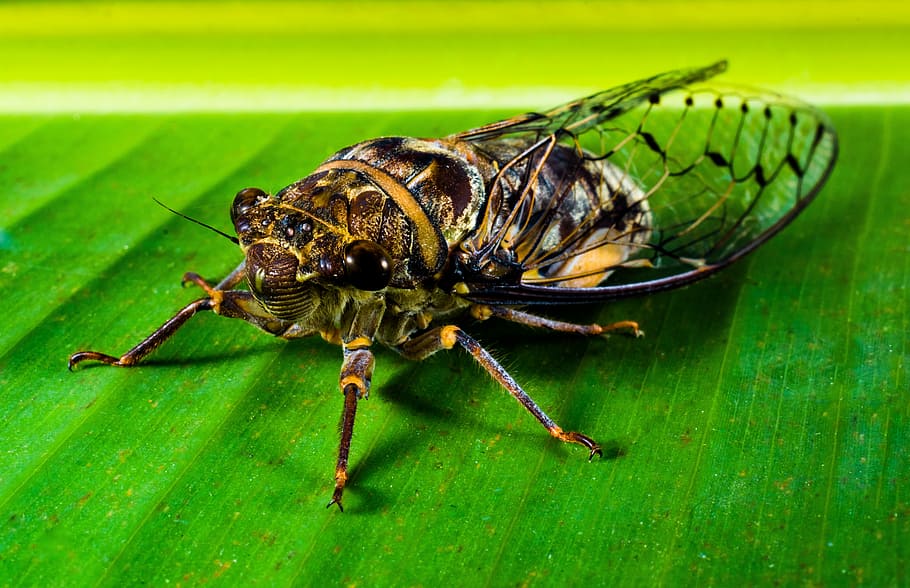 insect, new insect, whopper, close, invertebrate, animal, animal themes HD wallpaper