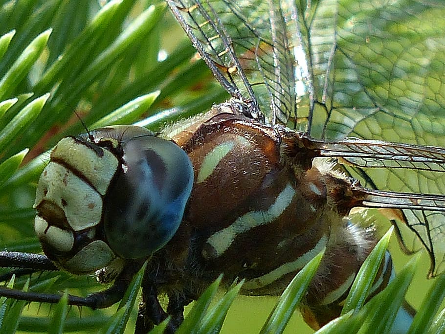 close-up photography brown and white dragonfly, blue, black HD wallpaper