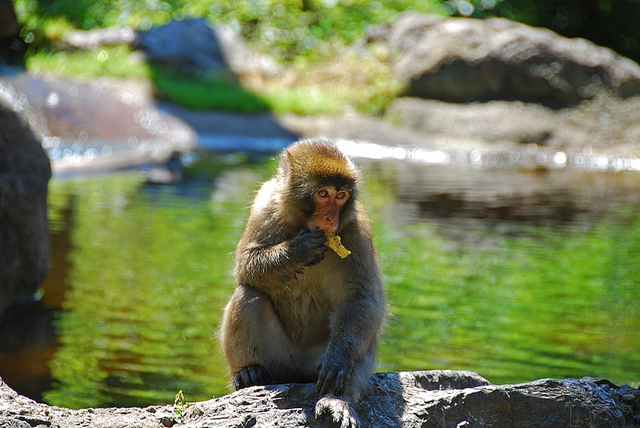 makake, monkey, wildlife photography, primate, eat, creature, HD wallpaper