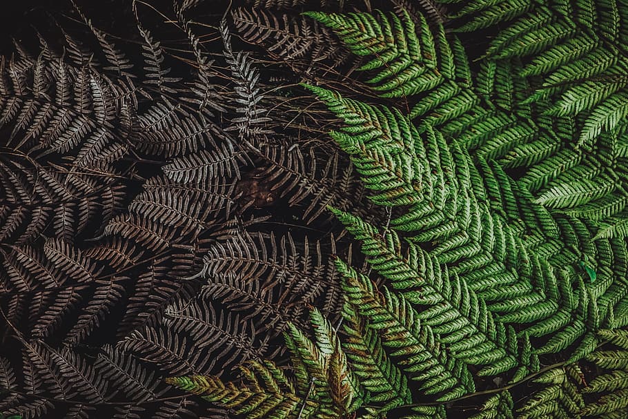 pattern, desktop, nature, abstract, leaf, closeup, fern, flora, HD wallpaper