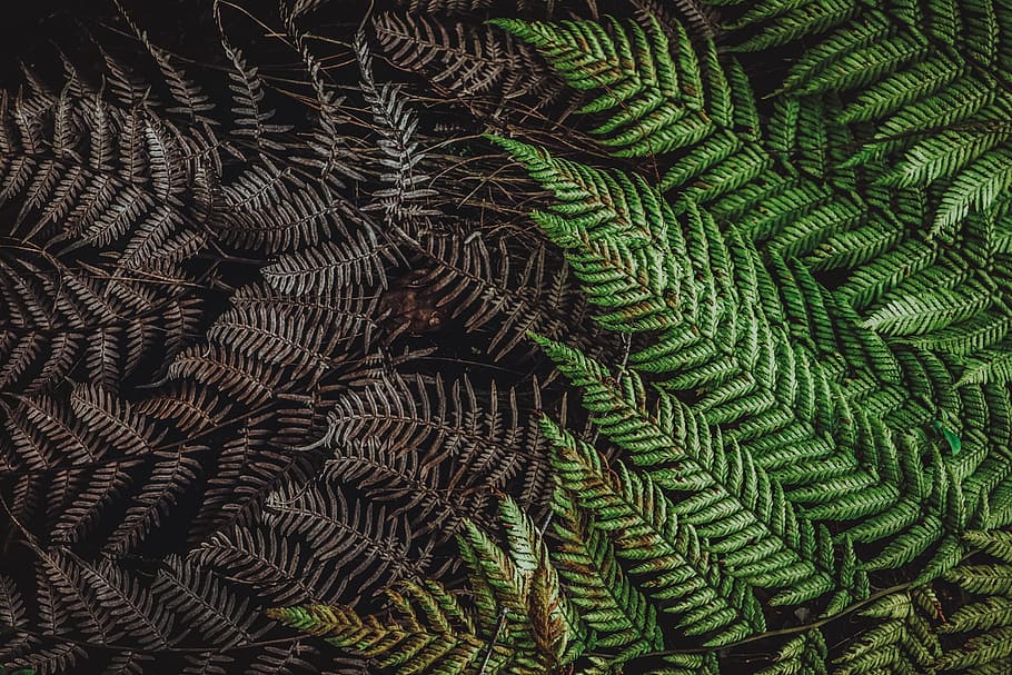 pattern, desktop, nature, abstract, leaf, closeup, fern, flora HD wallpaper