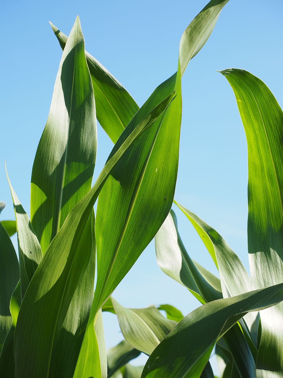 Corn, Leaves, Cornfield, corn leaves, green, agriculture, fodder maize, HD wallpaper