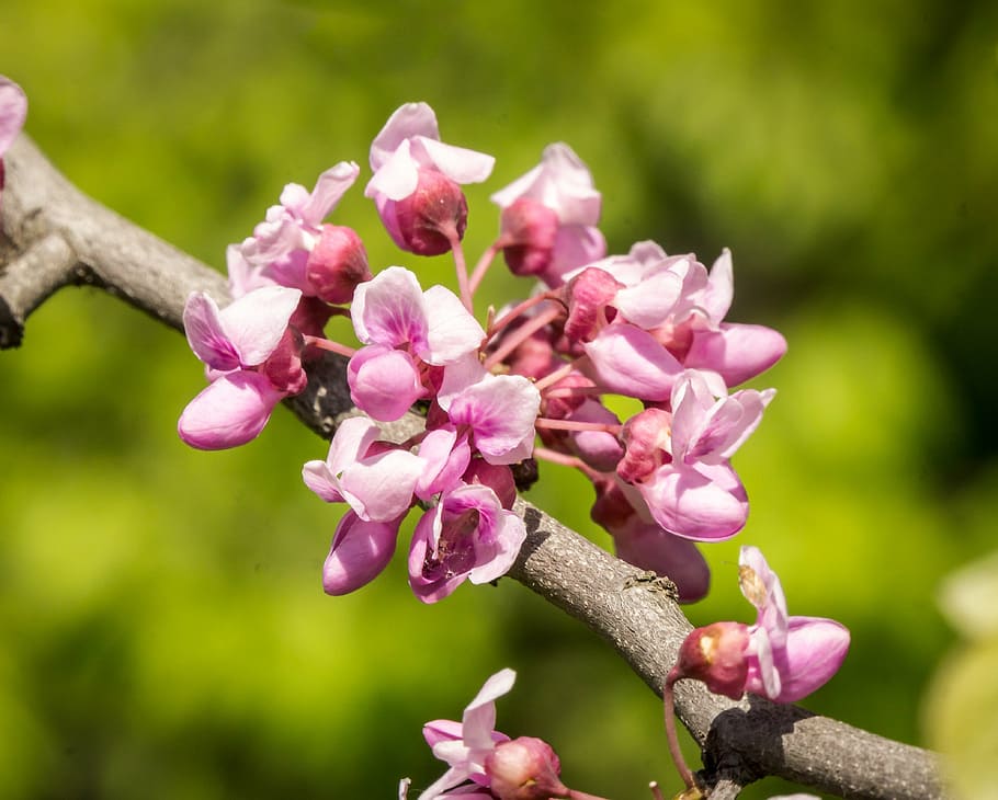 eastern red buds, spring, pink, clusters, macro, colorful, vibrant HD wallpaper