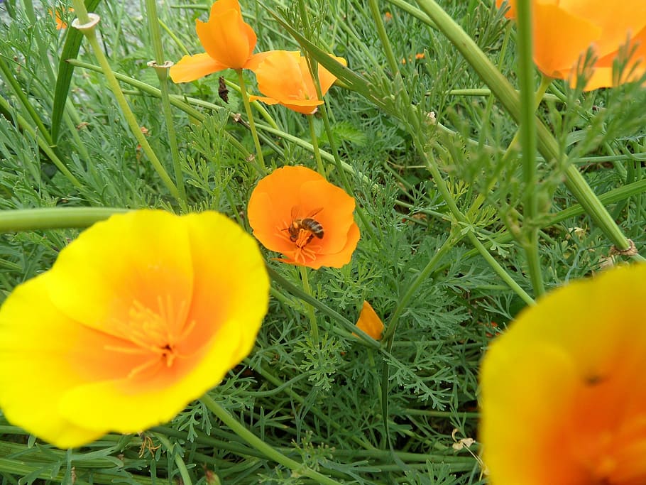 flowers, bee, nature, pollinator, flowering plant, yellow, beauty in nature HD wallpaper