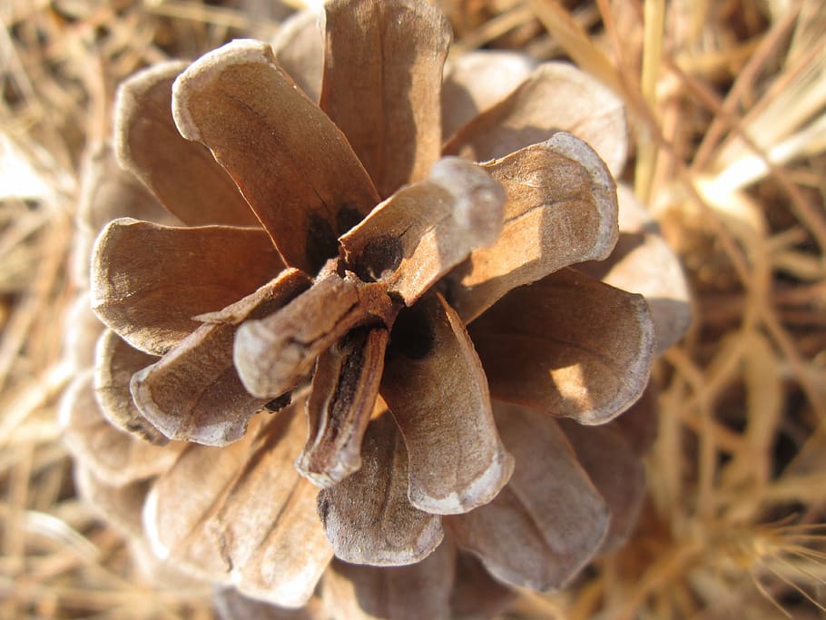 tap, pine, pine cones, ornament, decoration, pinus, nature HD wallpaper