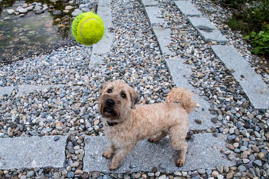 Ball, Play, Wet Dog, Animal, terrier, fun, awakened, joy, walk, HD wallpaper