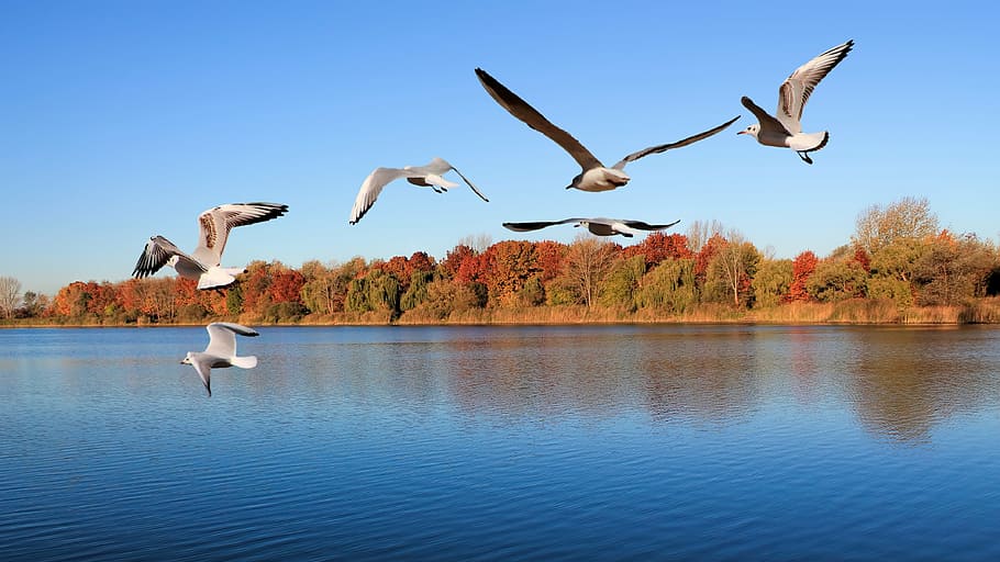 landscape, lake, trees, gulls, birds, fly, elbaue, prettin HD wallpaper