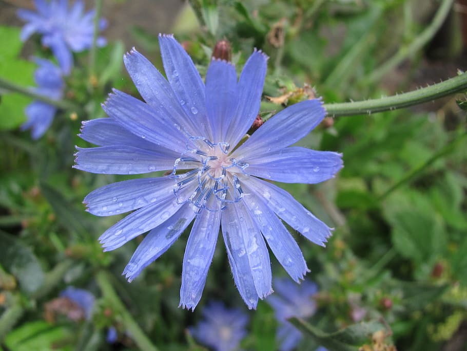 Flower, Cornflower, Blossom, Bloom, park, summer, purple, nature HD wallpaper