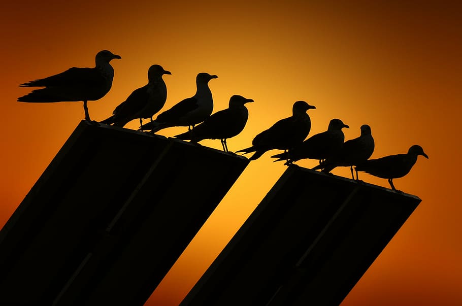 seagulls, backlight, birds, sunset, silhouette, black color HD wallpaper