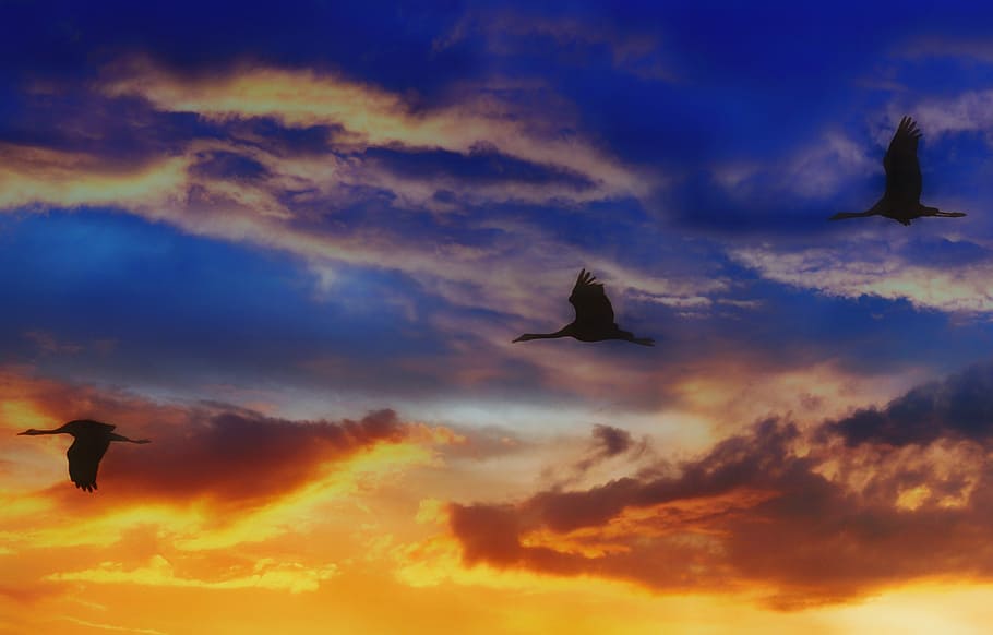 migratory birds, sunset, sky, dawn, dusk, evening, silhouette HD wallpaper