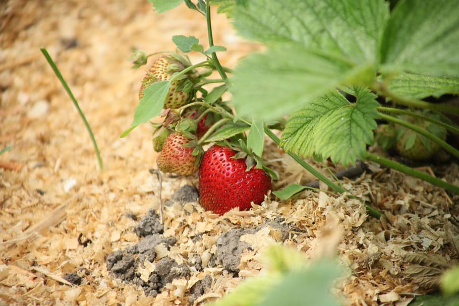 strawberry, ripe strawberry, red strawberry, garden strawberry, HD wallpaper