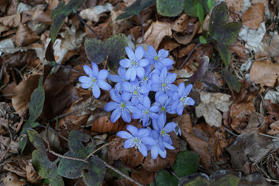 Hepatica, Forest, Wild Flower, blue, forest floor, ground, blossom HD wallpaper