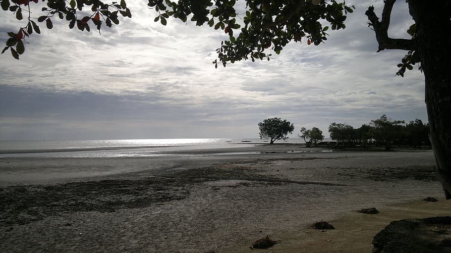 beach, sandy, silhouettes, dark, trees, branches, leaves, landscape HD wallpaper