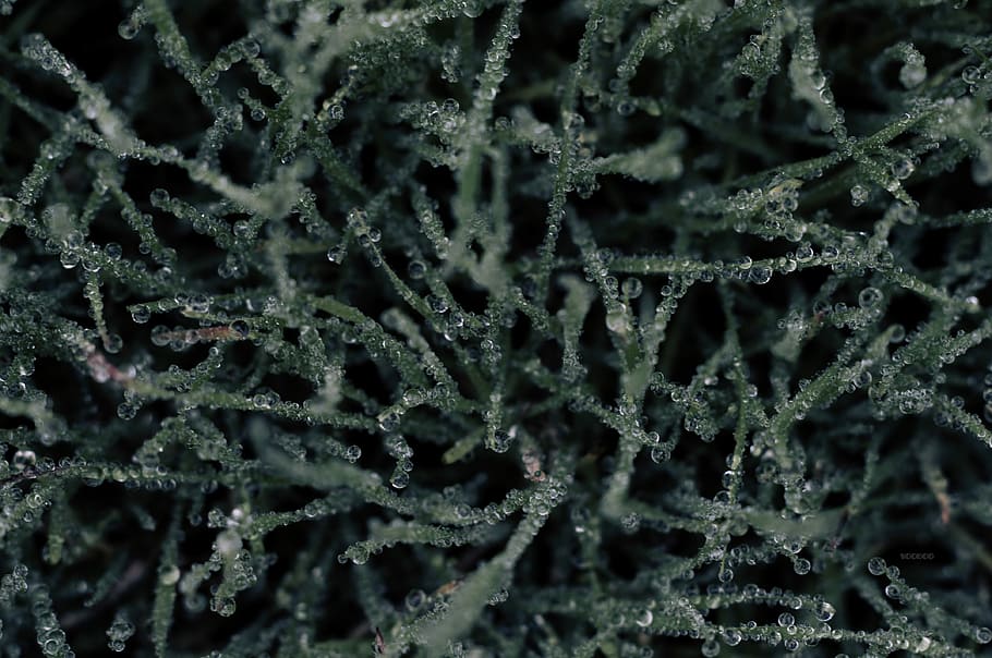green plant with water, black, drops, grass, ice, winter, backgrounds HD wallpaper