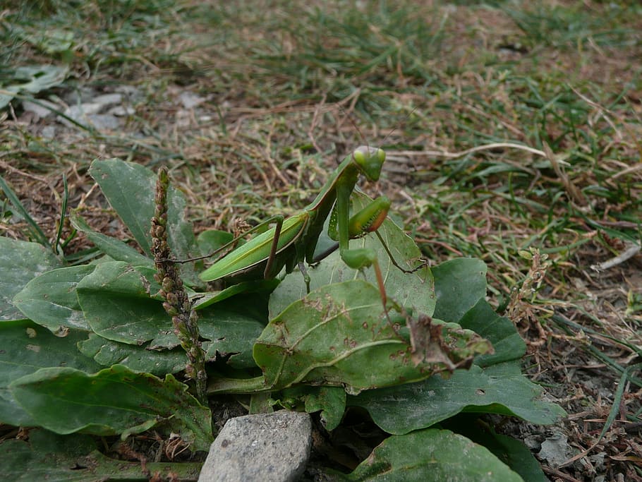 Praying, Mantis, Insect, Animal, Macro, grass, background, green HD wallpaper