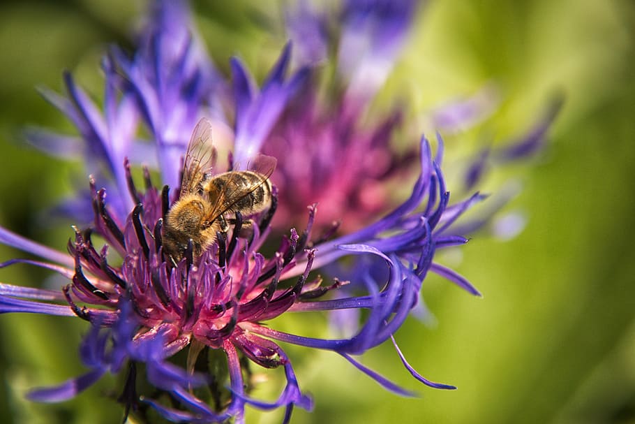 cornflower, bee, blue, blossom, bloom, summer, plant, wild flower HD wallpaper