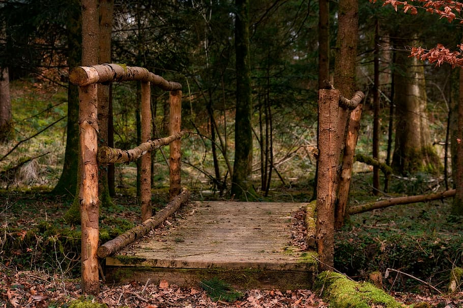 photography of wooden bridge during daytime, forest, web, boardwalk HD wallpaper