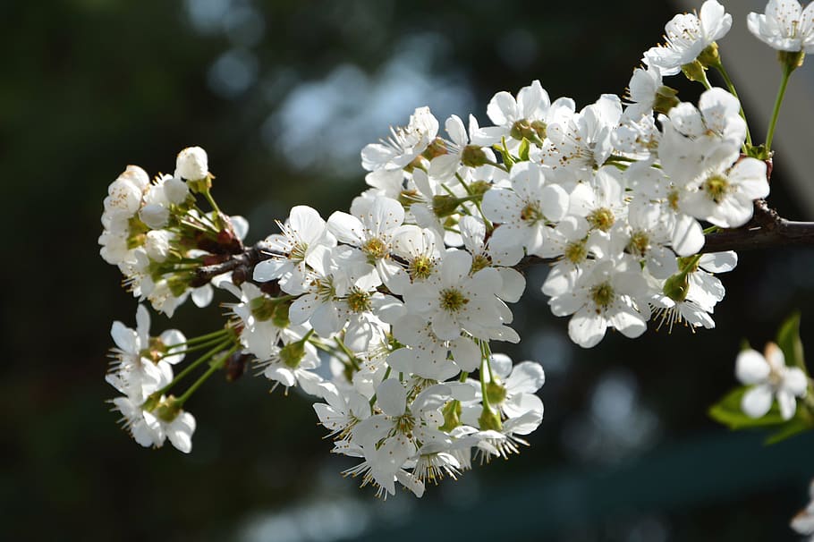 cherry, flower, sprig, spring, nature, spring flowers, garden HD wallpaper