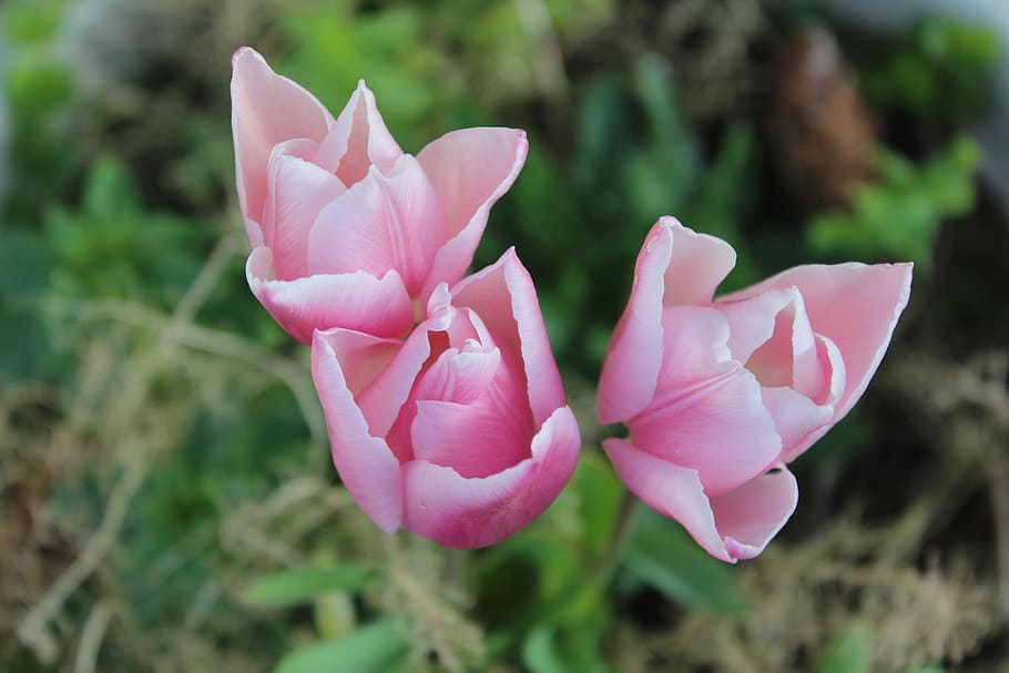 tulips, pink, spring, nature, fresh, arrangement, garden, pink color HD wallpaper
