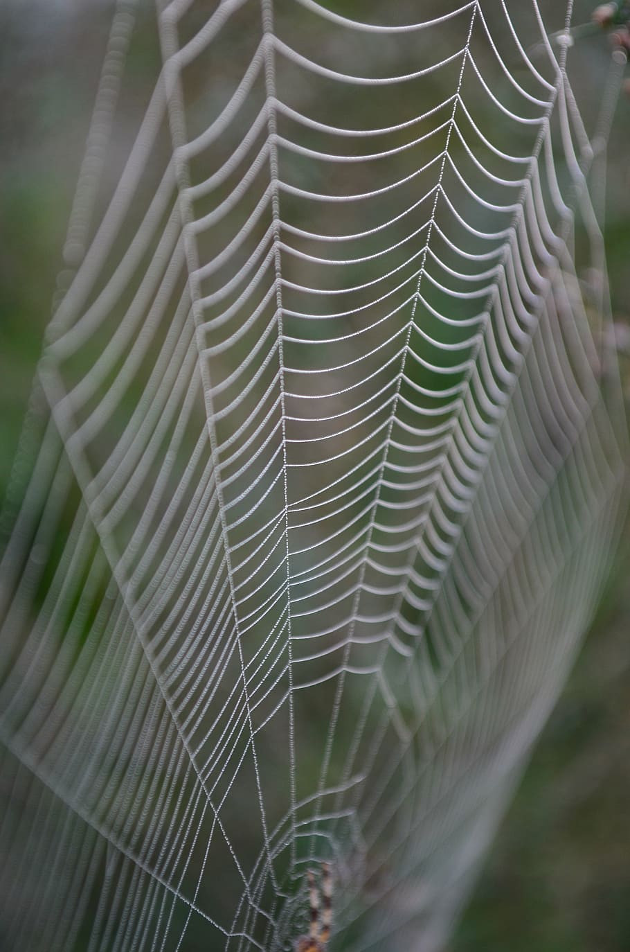 cobweb, morning dew, network, case, close-up, fragility, no people HD wallpaper