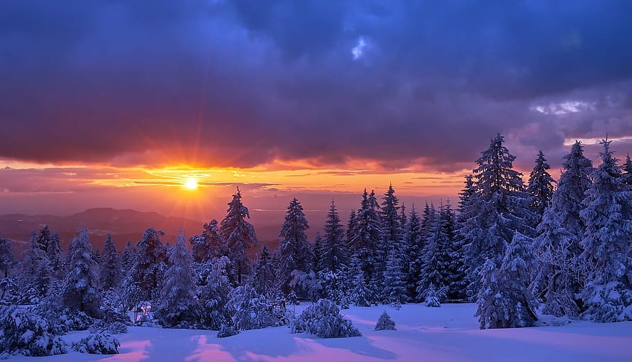 snow, winter, cold, dawn, season, cold temperature, sky, tree HD wallpaper