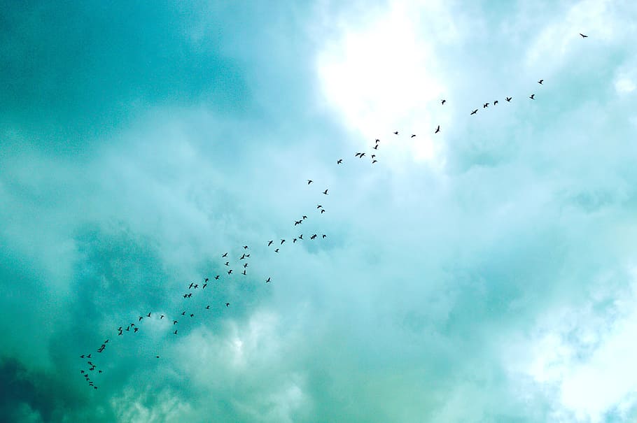 low angle photo of silhouette of flock of birds flying under the sky HD wallpaper