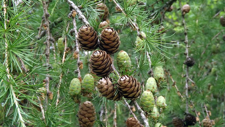 flora, needle, larch cones, twigs, nature, closeup, plant, growth HD wallpaper