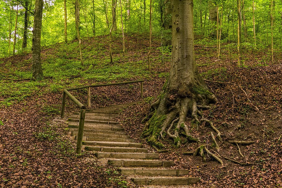 empty stairs near trees during daytime, Forest, Away, Nature, HD wallpaper