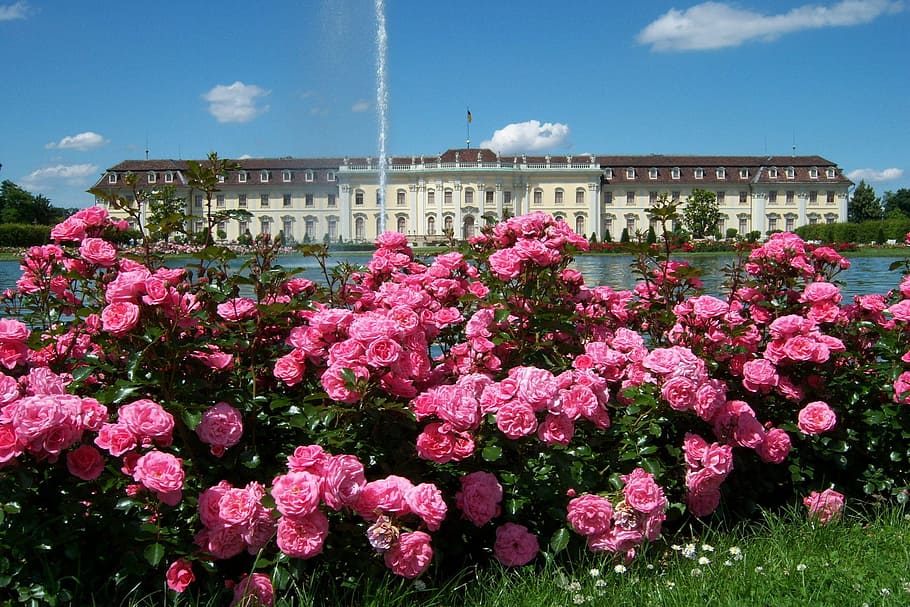 garden of pink flowers in bloom, roses, park, fountain, palace, HD wallpaper