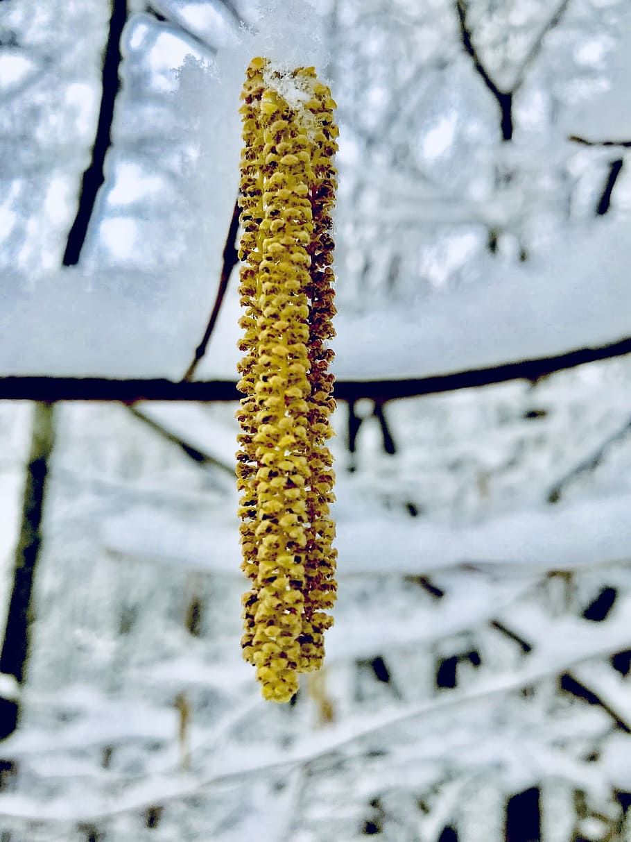 snow, winter, plant, cold temperature, pussy willow, beauty in nature HD wallpaper