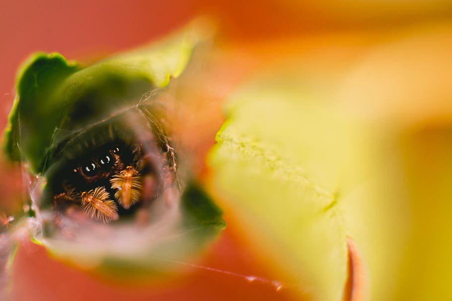 green leaf plant, shallow focus photography of brown spider, abstract HD wallpaper