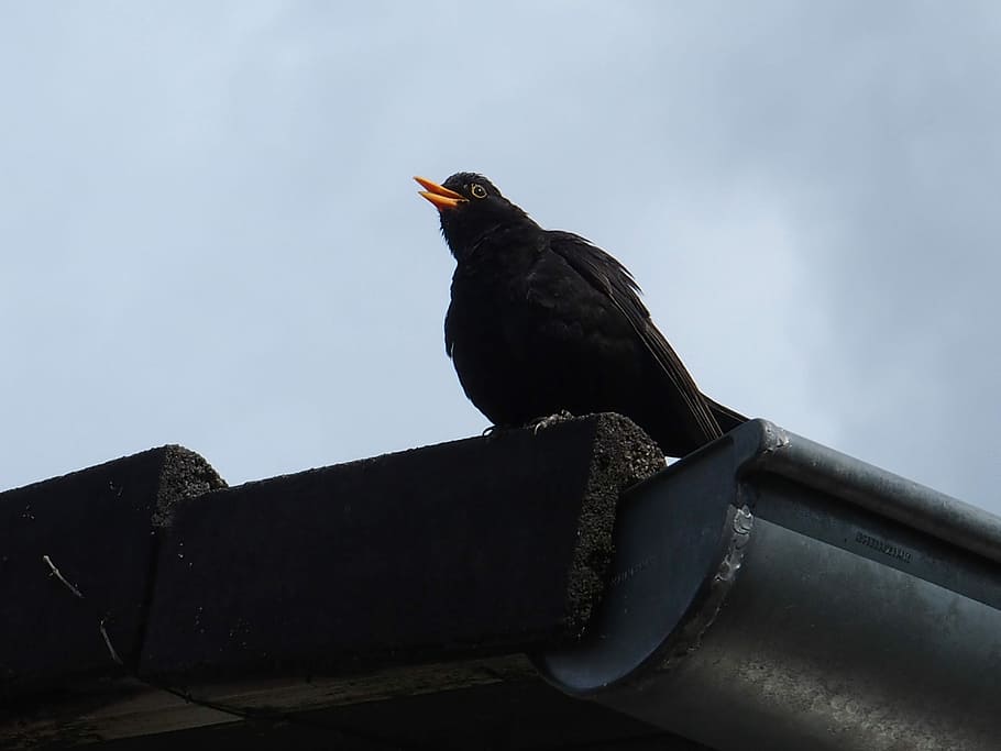 Blackbird Whistles From Roof, blackbird male, one animal, raven - bird