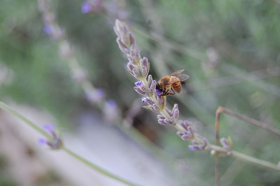 bee, nature, insect, spring, plant, lavender, blossom, nectar HD wallpaper