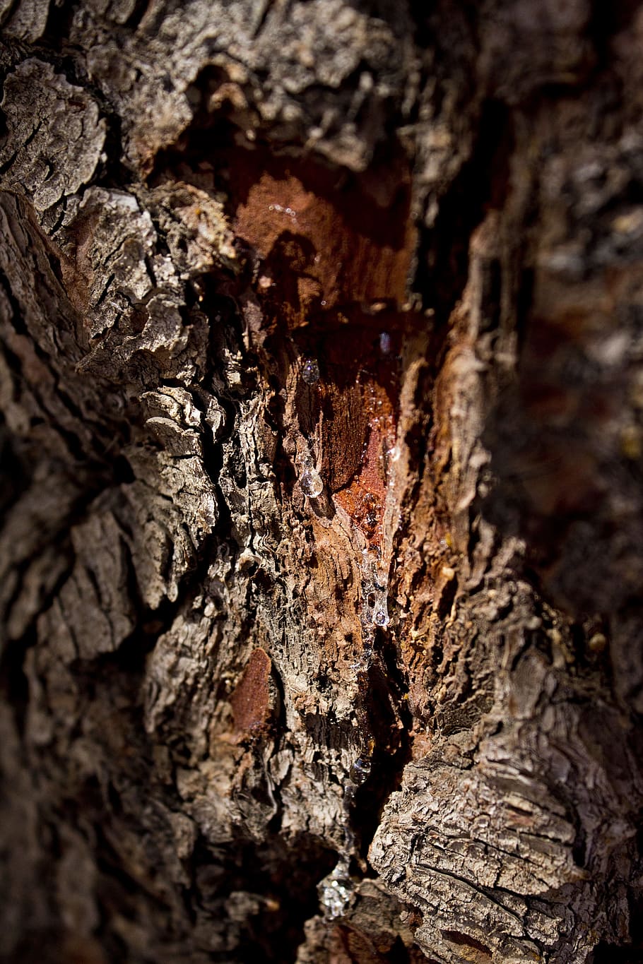Pine, Sap, Tree, Sticky, Brown, Pattern, nature, wood - Material HD wallpaper