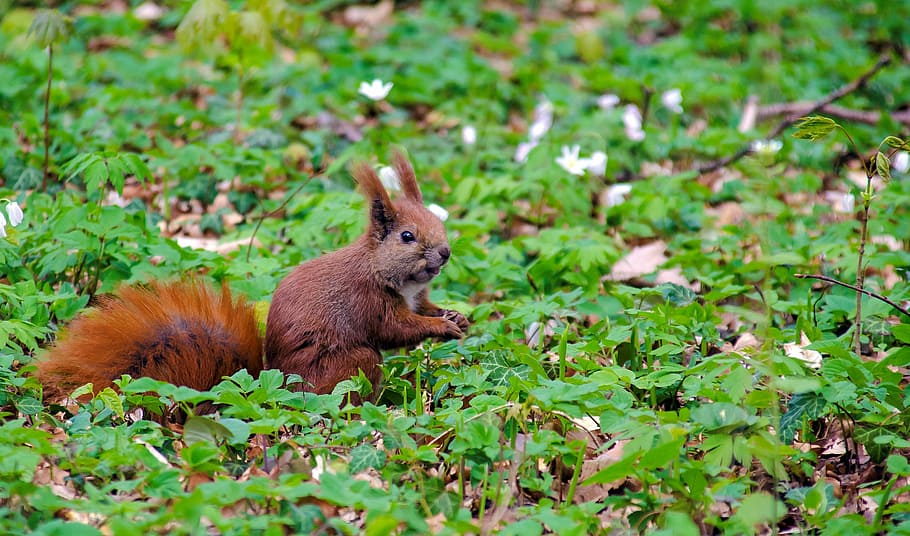 squirrel, spring, easter, animal wildlife, animal themes, mammal HD wallpaper