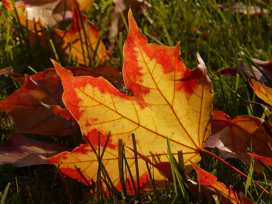 autumn, leaf, leaves, colorful, bright, red, yellow, deris, HD wallpaper