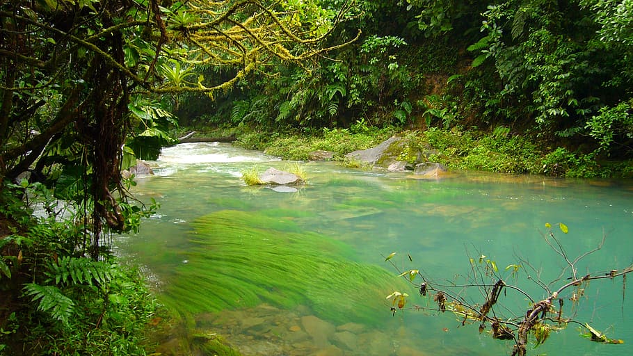 close up still body of water, river, celeste, jungle, nature HD wallpaper