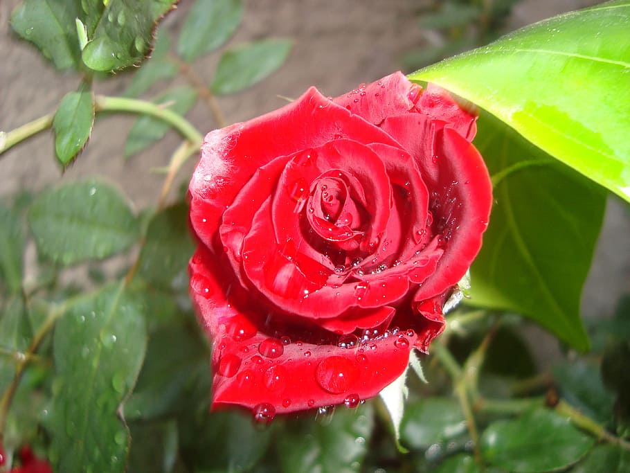 rosa, red, flower, plant, beauty in nature, leaf, plant part HD wallpaper