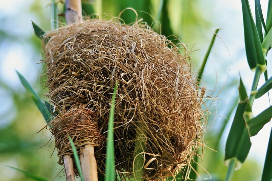 brown plant, nest, bird, weaver, dense, mother, egg, bleached HD wallpaper