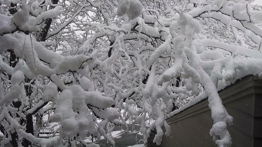 snow, tree, winter, nature, cold, white, ice, branch, ze, cold - Temperature HD wallpaper
