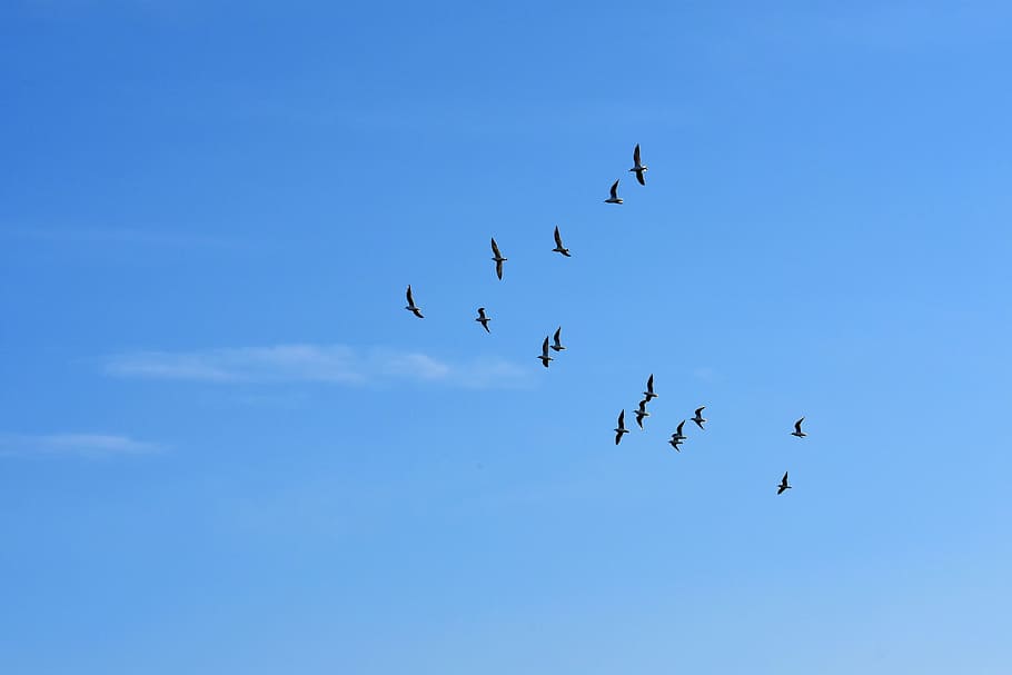 flock of birds flying on the sky during daytime, gulls, swarm