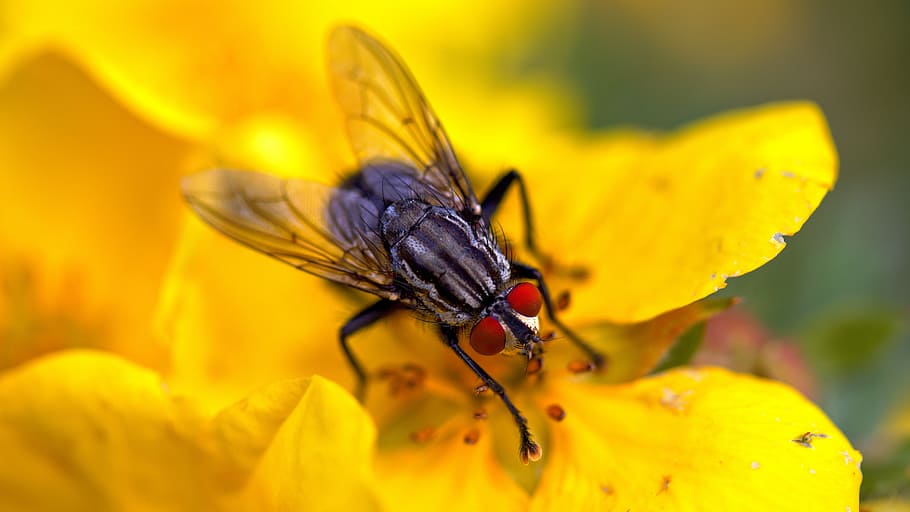fly, flower, macro, insect, blossom, bloom, summer, close, hoverfly HD wallpaper