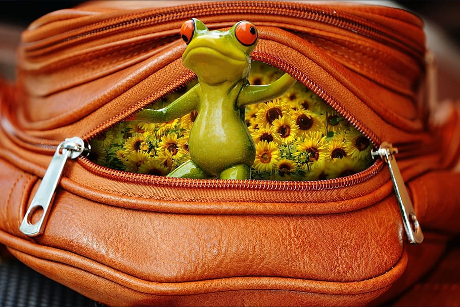 Frog, Bag, Zip, Open, Cute, Sweet, funny, green color, vegetable HD wallpaper