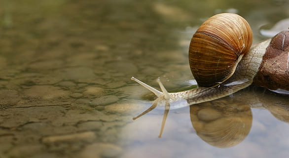 brown and gray snail, shell, water, puddle, macro, underwater HD wallpaper